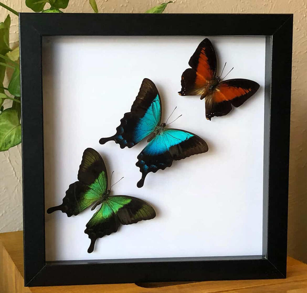 Melly AKA Insect Diaries